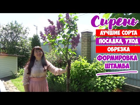 СИРЕНЬ. Посадка. Уход. Обрезка. Лучшие сорта! И как сформировать СИРЕНЬ на ШТАМБЕ своими руками!