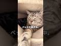 こんな状況でもお気にのベッドで寛ぎたい猫。　#shorts