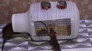 Mouse Trap In Home |  Idea Mouse Trap | Mouse Trap LIVE