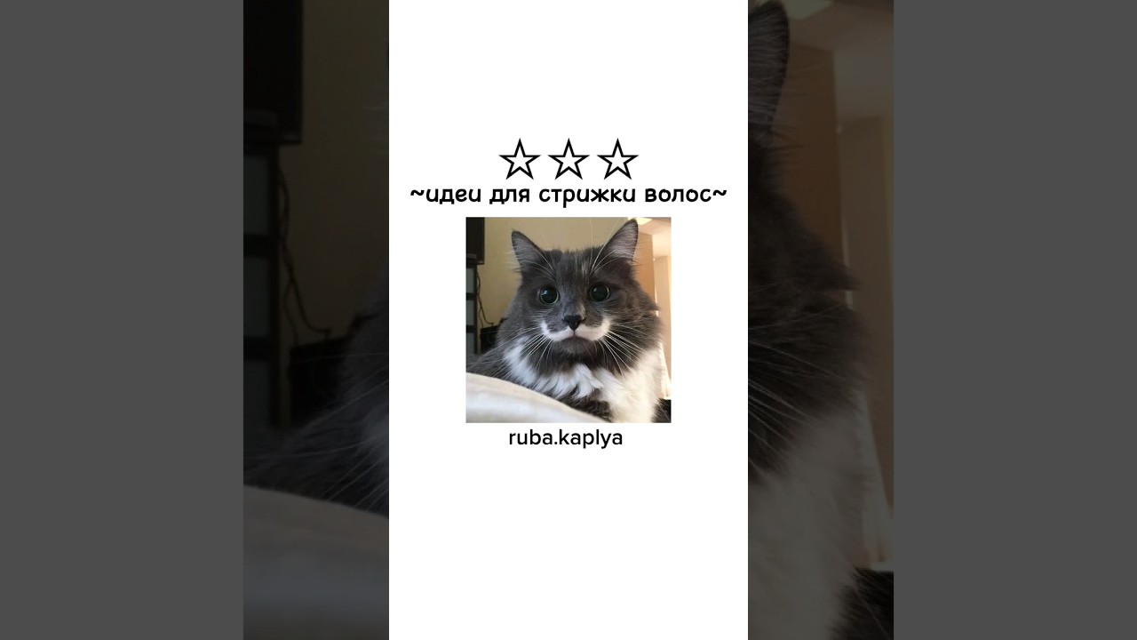 🐘💨 #ааапорошенковипустименезвідси #идеи #для #стрижки #идеидлястрижки