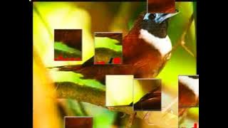 TEMBAKAN sniper burung gacor dor ... dor ... yg lain berjatuhan suara jernih gemericik air