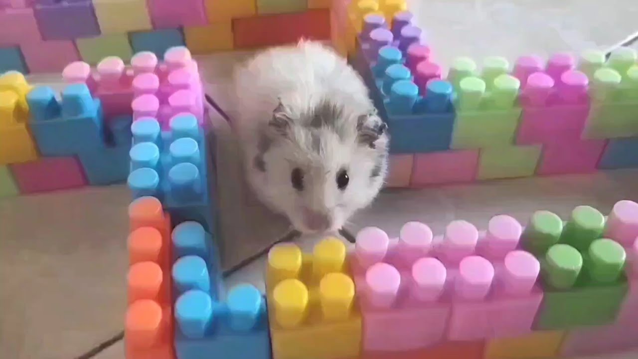 Time to have fun with my little hamsters 🐹#hamsters #pets #cute #animals #funny #funnyhamster