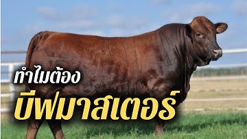 ทำไมต้อง บีฟมาสเตอร์ #บีฟมาสเตอร์ #วัว #พ่อพันธุ์วัว #วัวเนื้อ