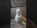 o importante é ter saúde #calopsita #calopsitasmansa #cockatiel #bird #funnyvideo
