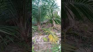 Pupuk rokpospat yang harus di penuhi untuk umur 1-12 bulan #shorst