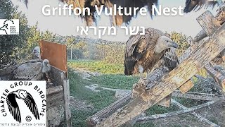 LIVE Griffon Vulture Nest Israel CAM|Israel Nat. and Parks Auth|The Charter Group of Wild. Ecol.