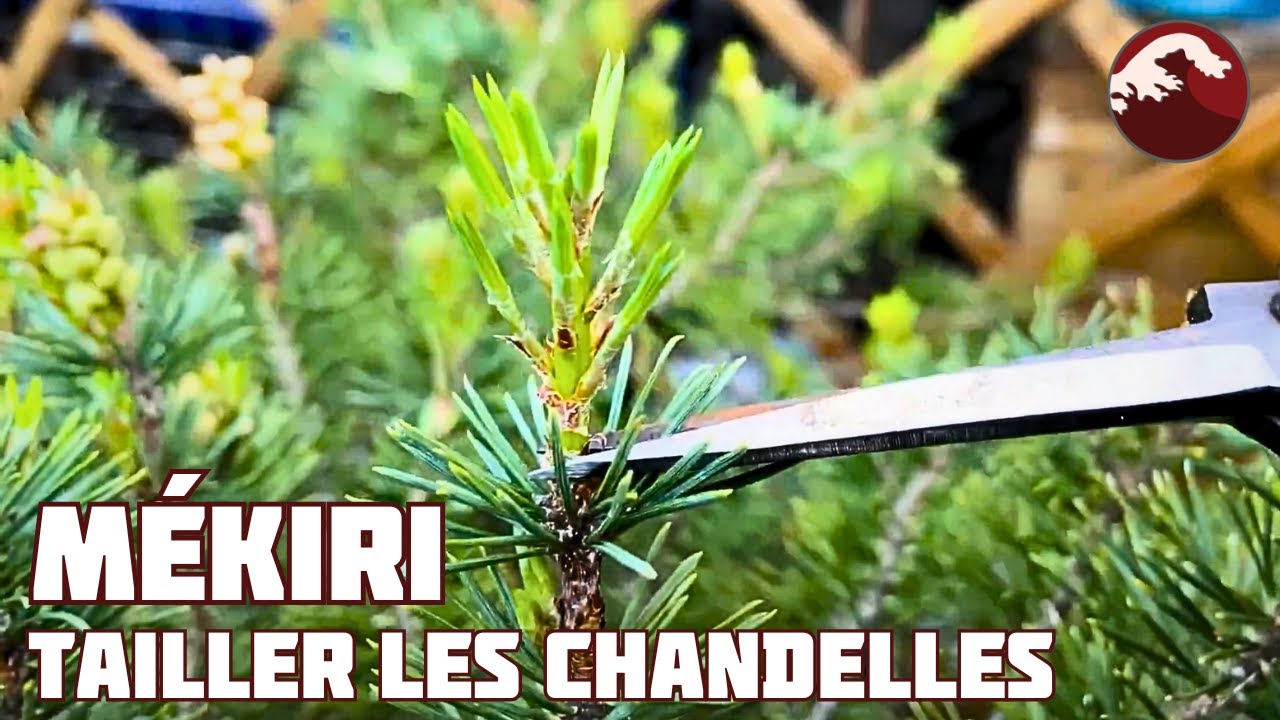 TECHNIQUE DU MEKIRI SUR LE PIN 🌱 NEJIKAN BONSAI 🌱