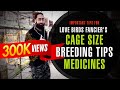 Important Tips For Love Birds Fancier's Like Cage Size, Breeding Tips, Breeding Medicine