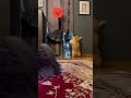 嫁の出待ちする猫3連発　short movie