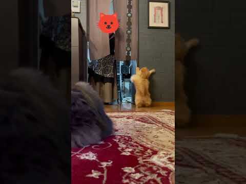嫁の出待ちする猫3連発　short movie