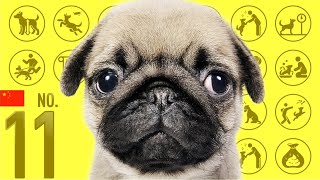 No.11 Pug ❤️ TOP 100 Cute Dog Breeds Video by Dogs 101 ❤️ I want a dog! 908 views 2 years ago 8 minutes, 1 second