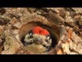 Птенец дятла/ woodpecker nestling in Moscow Region