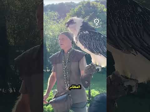 النسر الملتحي الصقر صقر يأكل العظام