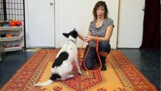 How to Teach Down from a Stand - Dog Training