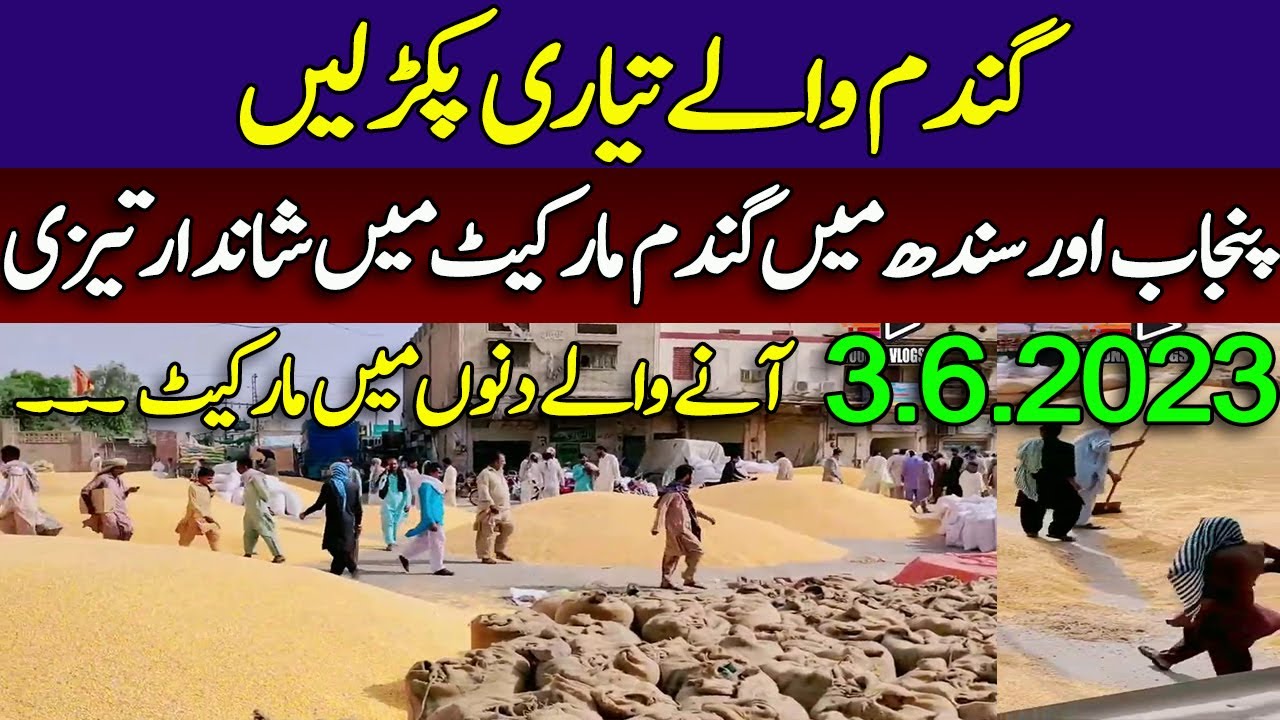 wheat price in pakistan |wheat market New update today | Gundam rate ...