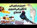        اصیل مرغوں کی ٹانگوں کی کمزوری کا علاج