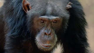 Alpha Chimp Seeks Allies as Tensions Rise | Dynasties | BBC Earth