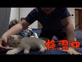 猫の体温ってどれくらいなの?【衝撃結果】