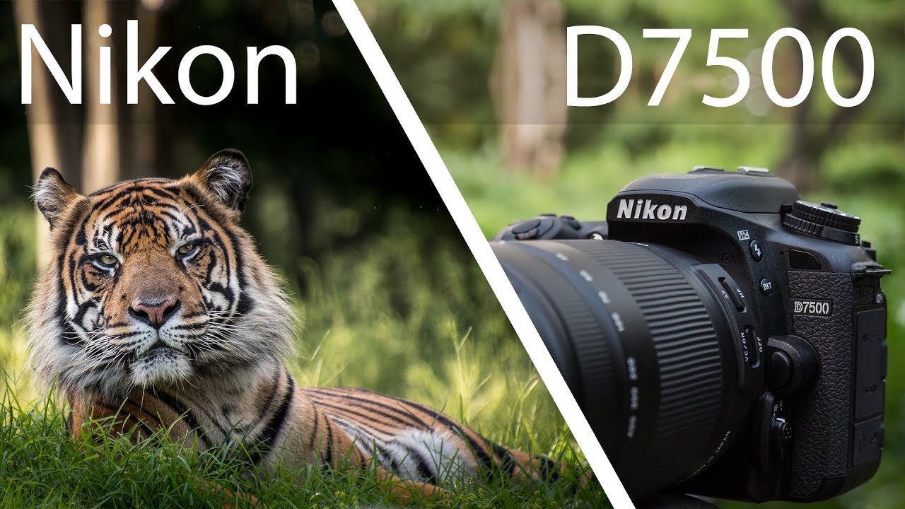 Expert review of the Nikon D7500 - Coolblue - anything for a smile