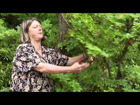 How To Prune Enkianthus - Instructional Video W Plant Amnesty