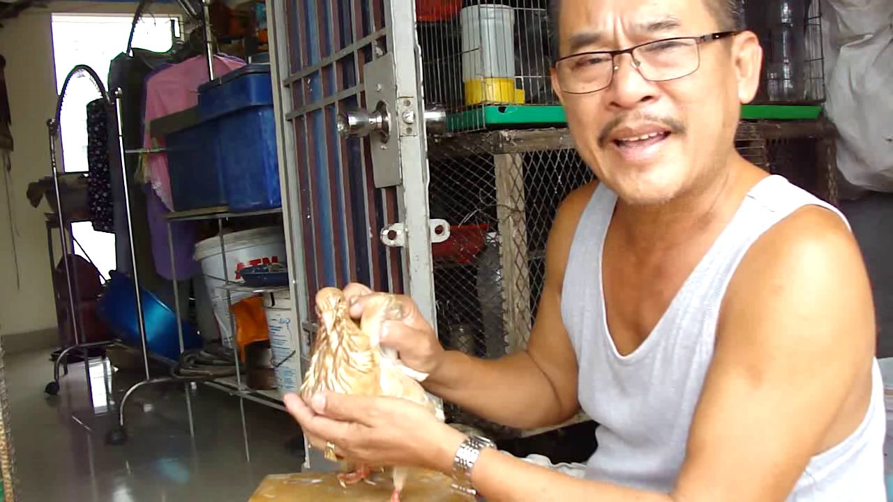 THUỐC TRỊ BỆNH BỒ CÂU PHÙ DIỀU - TIÊU CHẢY .