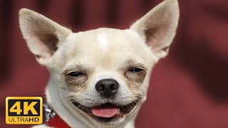 4K 🐶Cute dogs life compilation 😂 Dog funny moments   - Kris reaction