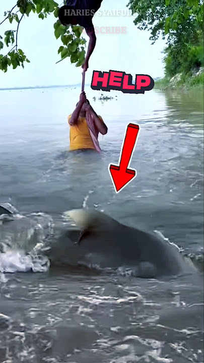 GAWAT‼️ MENOLONG BOKAP WALAU ADA HIU..?? #amazing #scary #shark