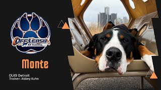 Big Dog, Big Challenges: Greater Swiss Mountain Dog's Transformation by Team JW Enterprises 53 views 4 days ago 2 minutes, 26 seconds