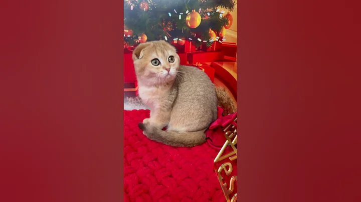 Video 6773271: scottish fold kitty, scottish fold cat, golden scottish fold, scottish kitten, lovely scottish