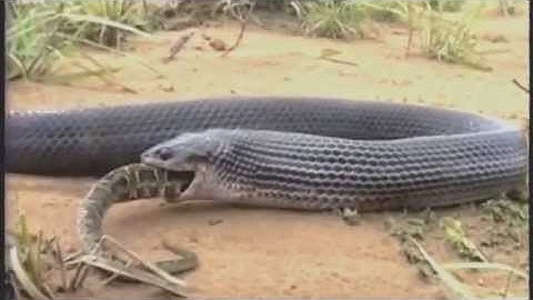 King Cobra attack live in kerala,with vava suresh documentary 1