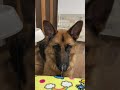 いないいないばあを教えてみた結果
