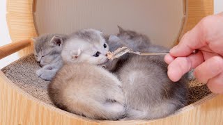 Here's how a sleeping kitten reacts when you gently approach it with baby food.