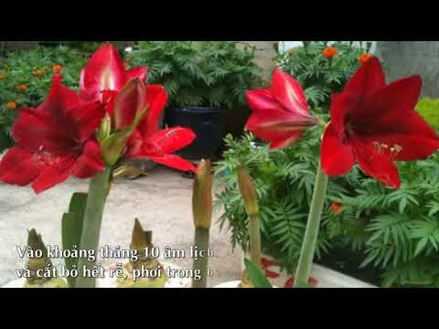 Video HOA HUỆ ĐỎ TRỔ BÔNG RỰC RỠ - youtube