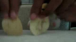 Star Chips Best in the universe