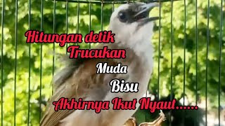 Trucukan muda memanggil Jantan Suara Birahi 100% pancingan trucukan gacor agar BUNYI EMOSI