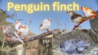 Penguin Finch Ke 3Pairs ho gay | NK Birds | by NK Birds 169 views 1 year ago 4 minutes, 22 seconds