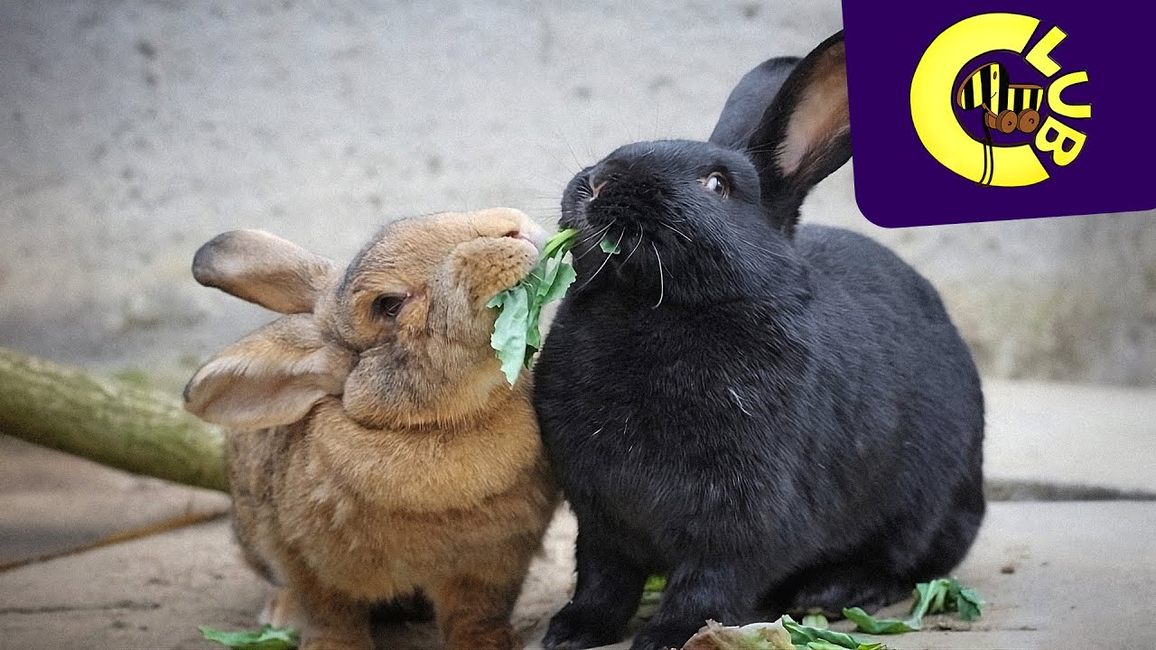 So hältst du deine Kaninchen richtig! | Tigerenten Club