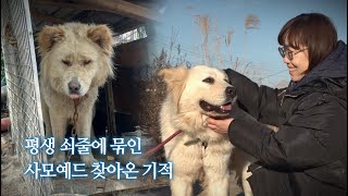 평생 마당개로 살아온 3살 사모예드에게 찾아온 기적 | 호두 EP.1 by 개st하우스 - 사연 있는 유기동물 채널 19,887 views 5 months ago 6 minutes, 54 seconds