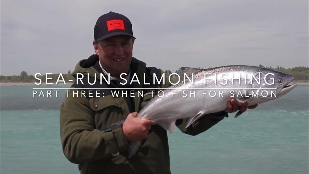SeaRun Salmon Fishing Part 3 When to go salmon fishing YouTube