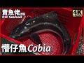 生劏懵仔魚．打邊爐一流．血腥慎入｜Cobia．Hotpot｜漁民海鮮｜西環魚王｜魚仲．海鱺【OH! Seafood 4K】