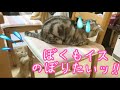 子猫の茶々くんと先住猫あいちゃんのかけ合いが謎すぎておもしろい #子猫 #マンチカン