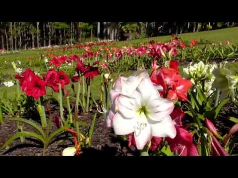 Video: Groeiende Hippeastrum In 'n Woonstel