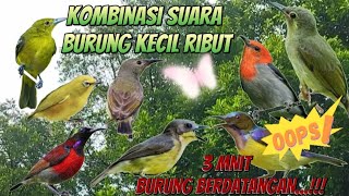 Suara pikat burcil ribut paling ampuh #pikatburungkecil