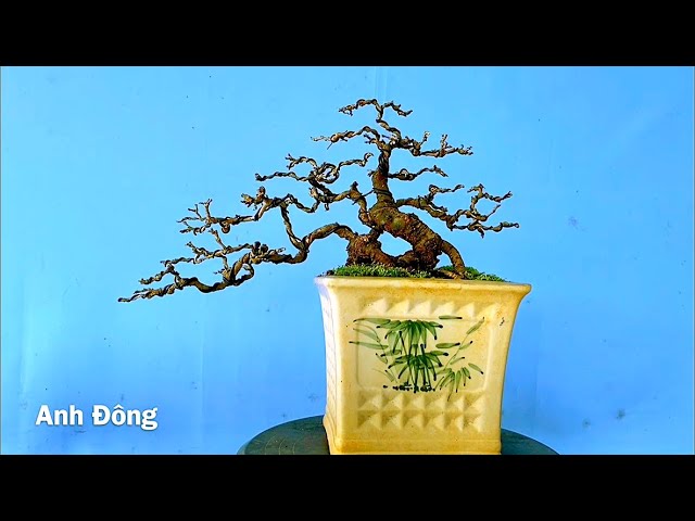 Tạo Dáng Cây Bonsai Trực Hoành Đơn Giản - Youtube