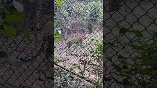 leopard in nandankanan youtubeshorts trending viral india odisha travel bhubaneswar ytshorts