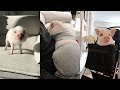 Vidos drles de porc  compilation de cochons mignons  3  animaux mignons n  1