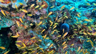 Pulau Weh Indonesia 2023 Diving Trip Part 1