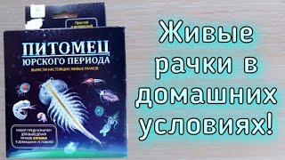 Питомец юрского периода! Артемия (Artemia) Набор для выведения рачков в домашних условиях! / ЧЕРИ TV