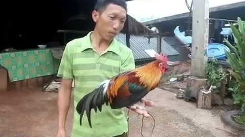 Ncig Teb Chaws Saib Qaib Dib Zoo Nkauj Zos Naj Nyas 2017