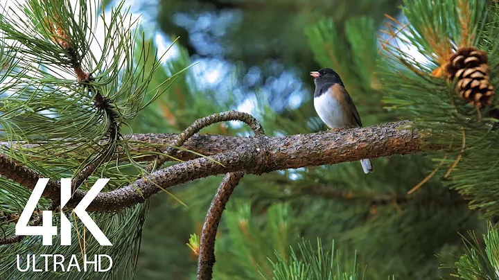 Bird Songs - 8 HOURS of Birds Singing in the Forest - Nature Relaxation Video in 4K Ultra HD